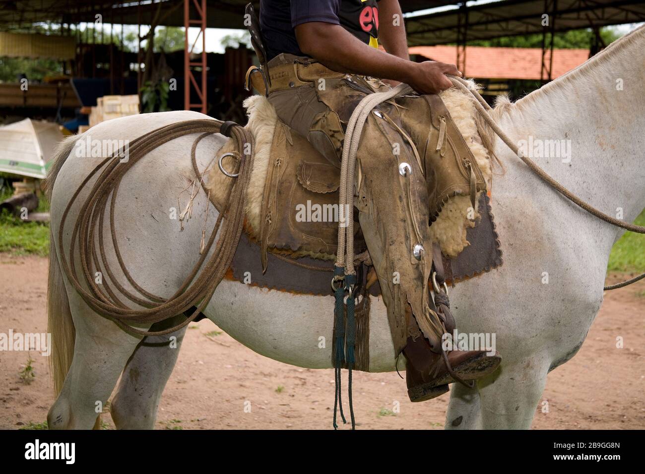 Timbres et protection du paysan pour l'œuvre avec le Cattle, Miranda, Mato Grosso do Sul, Brésil Banque D'Images