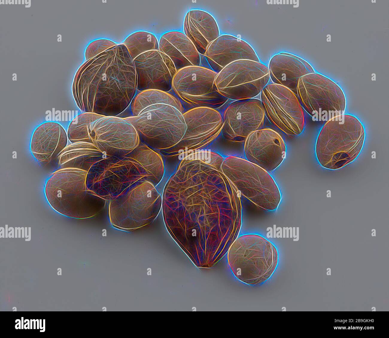 Trente-et-un de fosses d'aisance, de la terre végétale, l'écrou se trouve 1,0 Pips préservés dans la couche inférieure de l'archéologie de la ville de Rotterdam cloaque Newports Triangle nourriture fruit découverte du sol Rotterdam Nieuwe Haven 1re ronde (cloaque) 21-08-1980 Banque D'Images