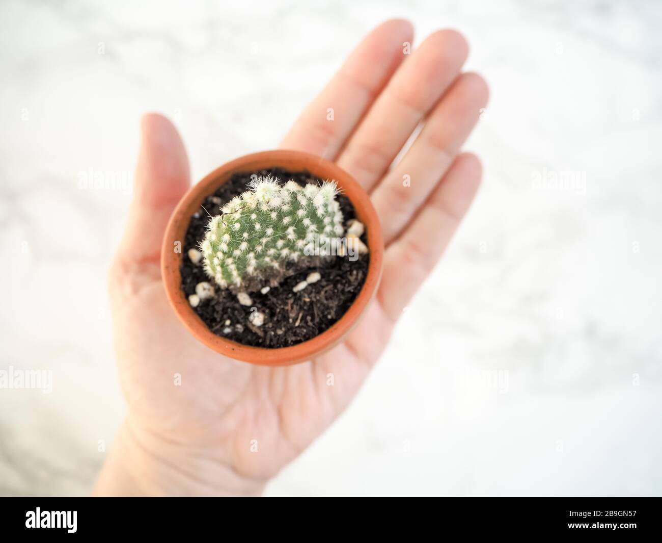 Main caucasienne tenant un petit pot en terre cuite avec une microdasys opuntia, communément appelée cactus d'oreilles de lapin, sur un fond blanc Banque D'Images