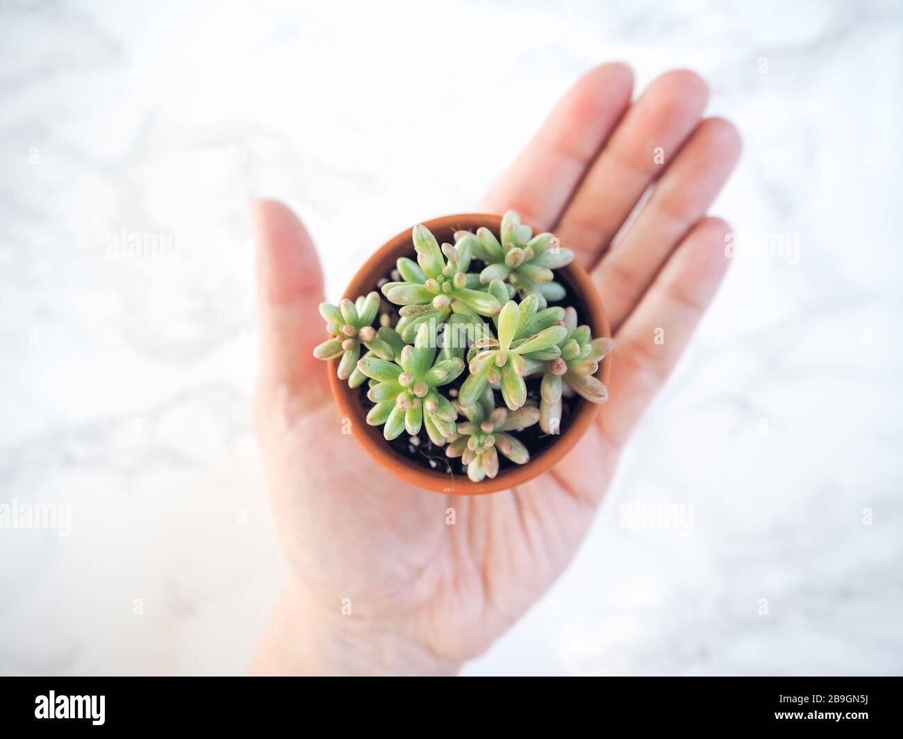 Main caucasienne tenant un petit pot en terre cuite avec un sedum rubrotintcum aurora, communément appelé plante de haricot de gelée, sur un fond blanc Banque D'Images