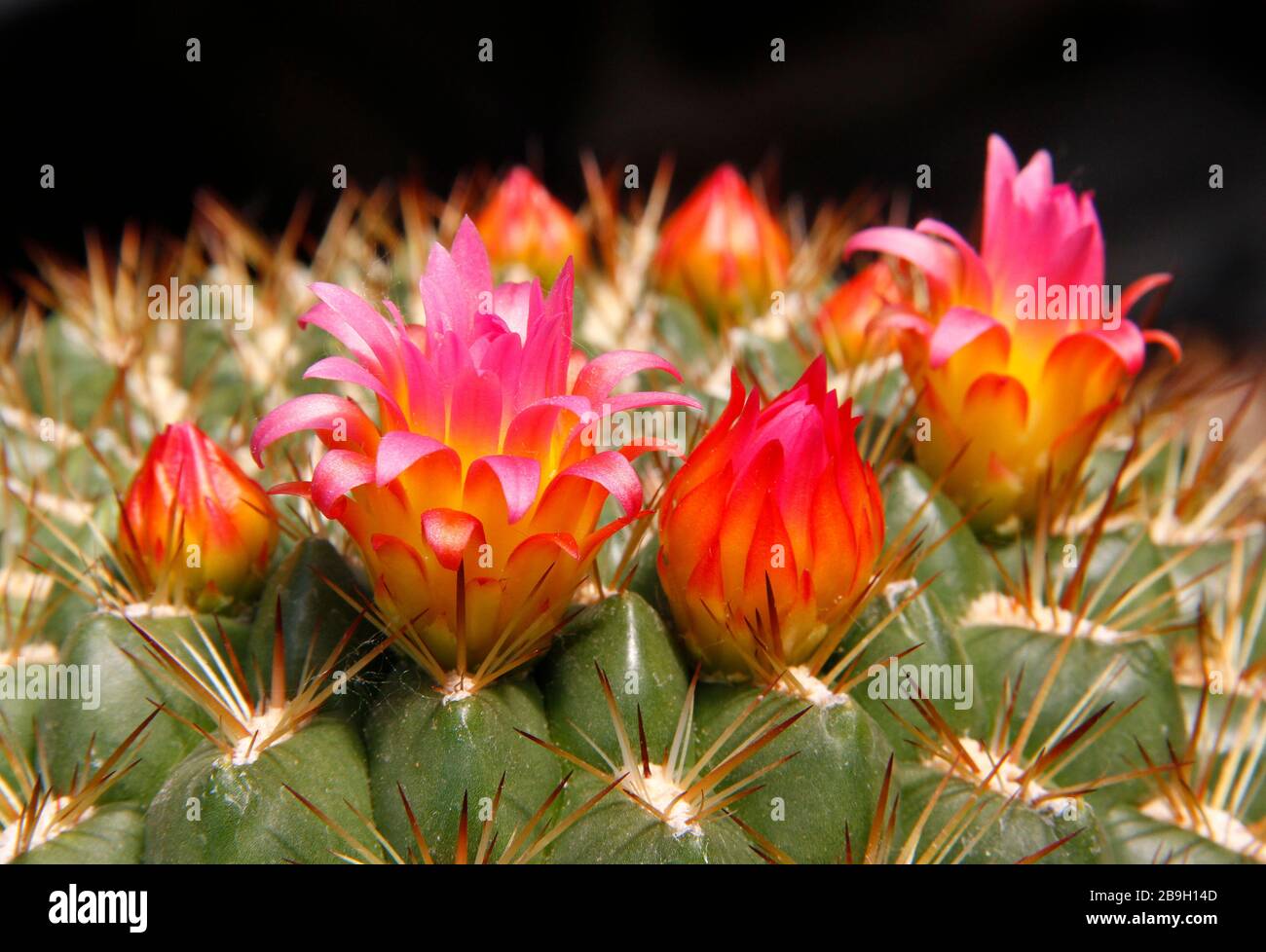 Gros plan d'une fleur de cactus dans le désert. Banque D'Images