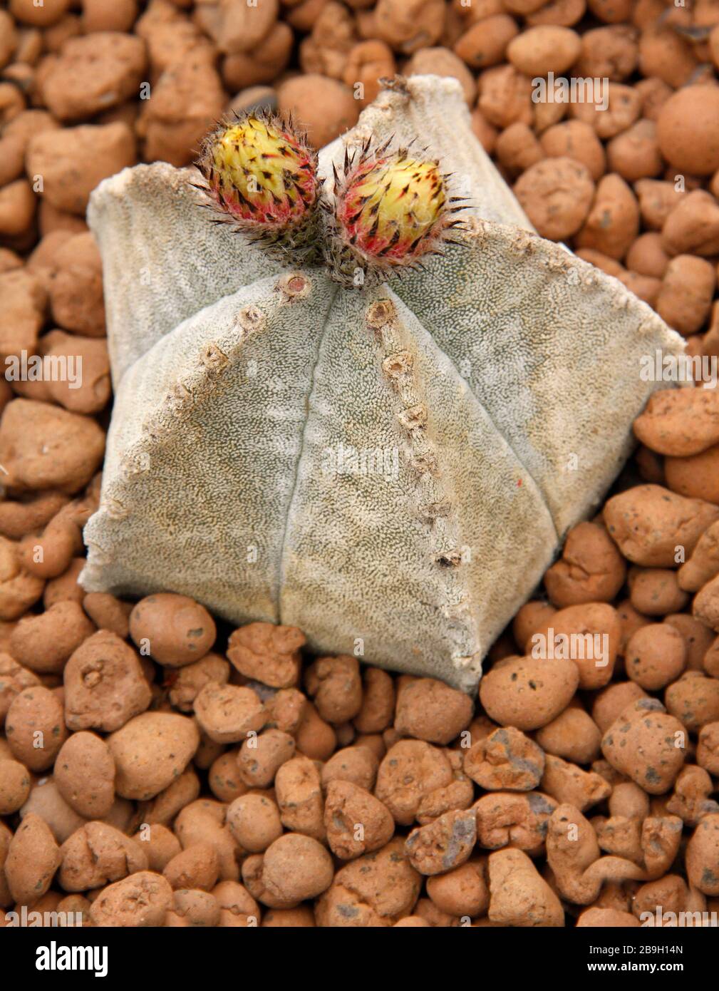 Gros plan d'une fleur de cactus dans le désert. Banque D'Images