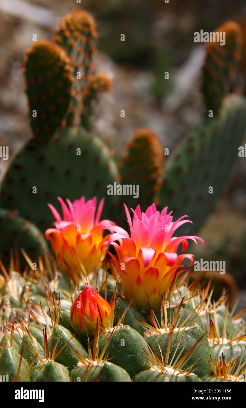 Gros plan d'une fleur de cactus dans le désert. Banque D'Images