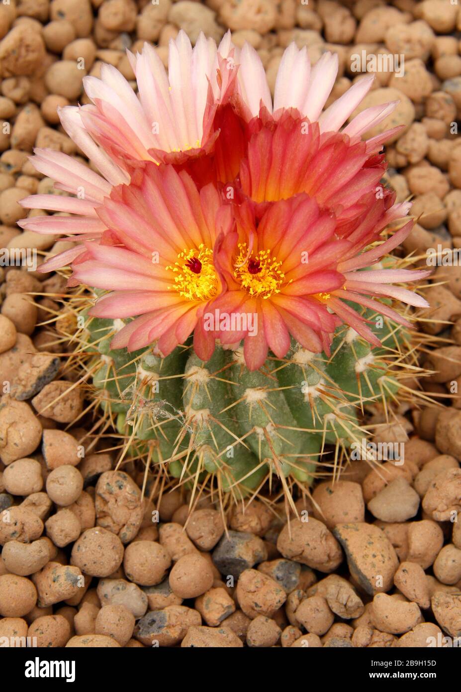 Gros plan d'une fleur de cactus dans le désert. Banque D'Images