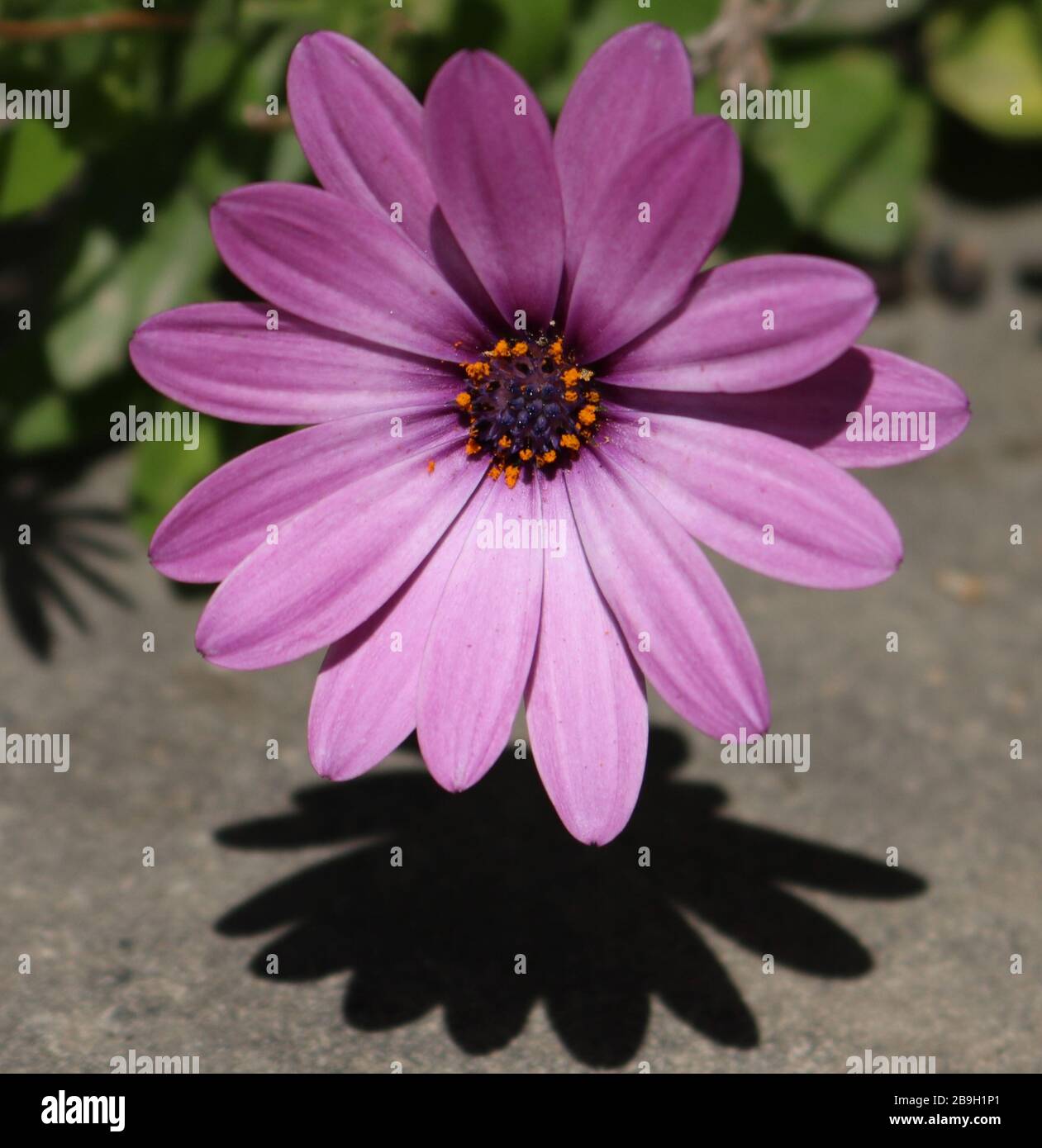 Fleur pourpre et c'est Silhouette, Paphos, Chypre Banque D'Images