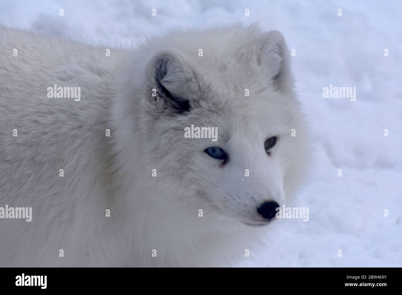 Renard arctique à l'Aquarium de Québec, Québec, Canada Banque D'Images