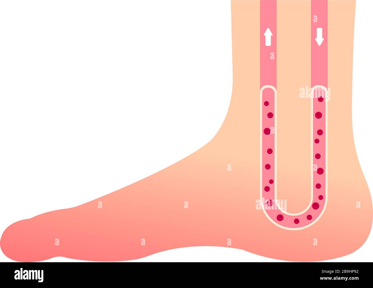 Illustration de la circulation sanguine normale des pieds / pas de texte Illustration de Vecteur