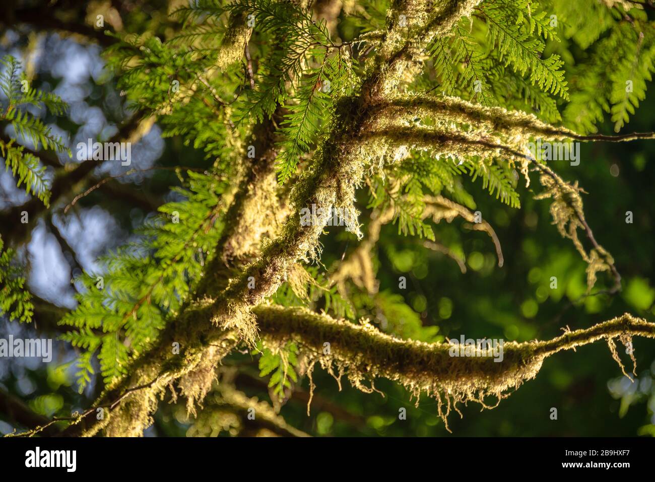 Gros plan sur un arbre de Cathedral Grove, parc provincial MacMillan, île de Vancouver, Colombie britannique, Canada Banque D'Images