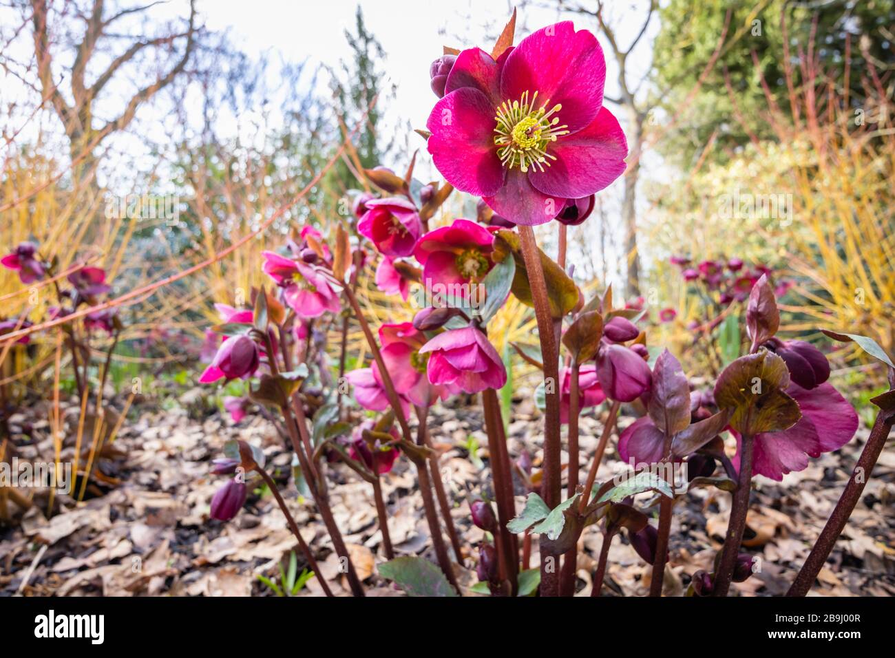 Helleborus Rodney Davey Marbré Group, violet 'Ann's Red', hellebore ou rose de Noël, floraison dans RHS Garden, Wisley, Surrey, sud-est de l'Angleterre Banque D'Images