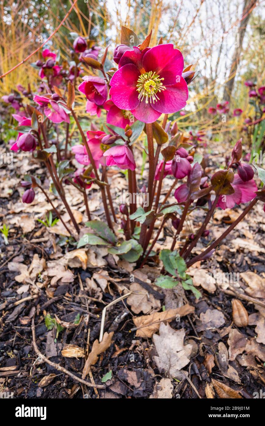 Helleborus Rodney Davey Marbré Group, violet 'Ann's Red', hellebore ou rose de Noël, floraison dans RHS Garden, Wisley, Surrey, sud-est de l'Angleterre Banque D'Images