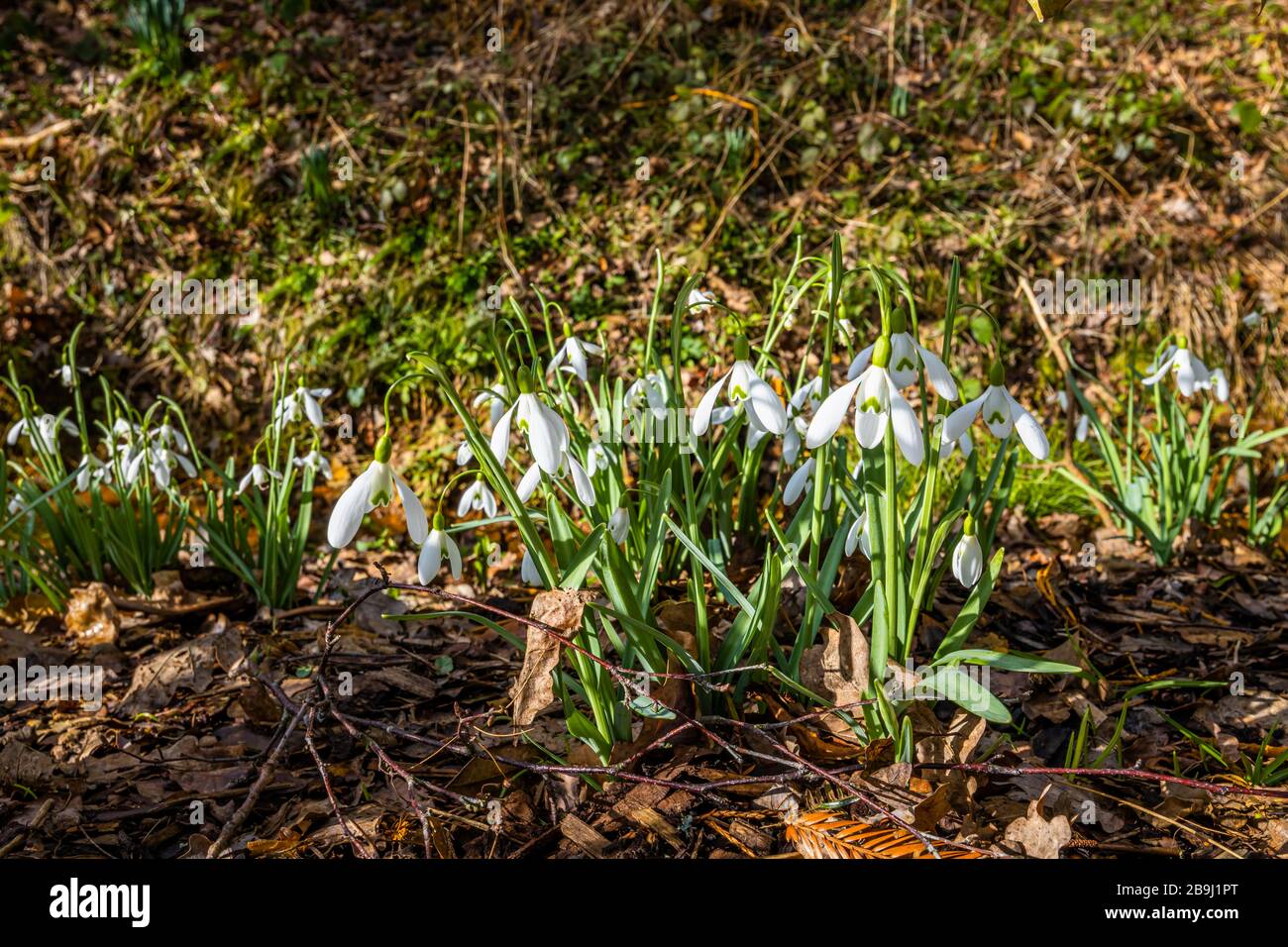 Vue rapprochée d'une bosse de chutes de neige, Galanthus 'Magnet', en pleine croissance et floraison en hiver dans RHS Gardens, Wisley, Surrey, sud-est de l'Angleterre Banque D'Images