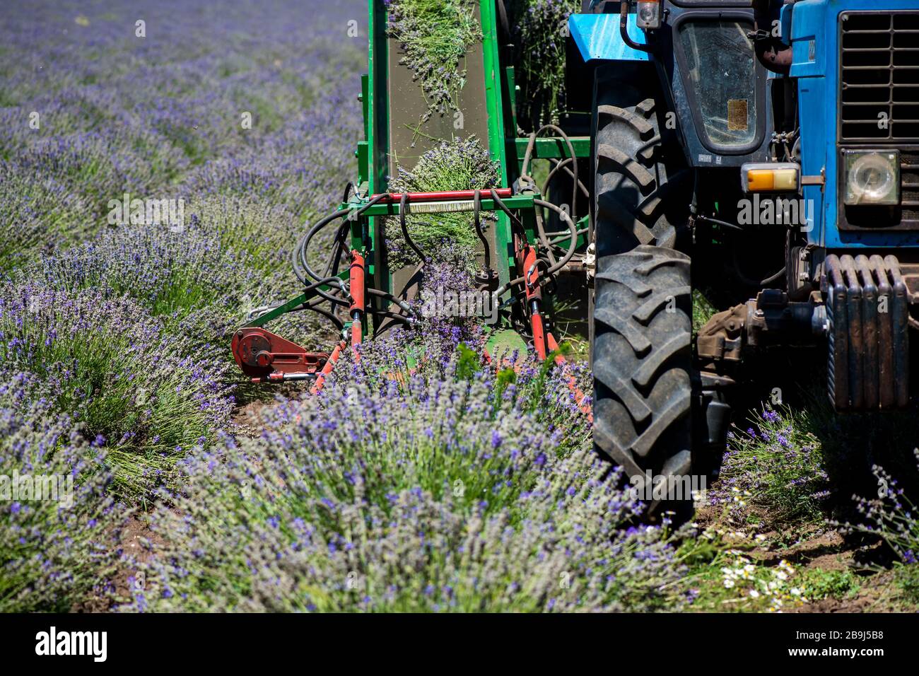 Tracteur récolte de la lavande sur le terrain - mise au point sélective, espace de copie Banque D'Images