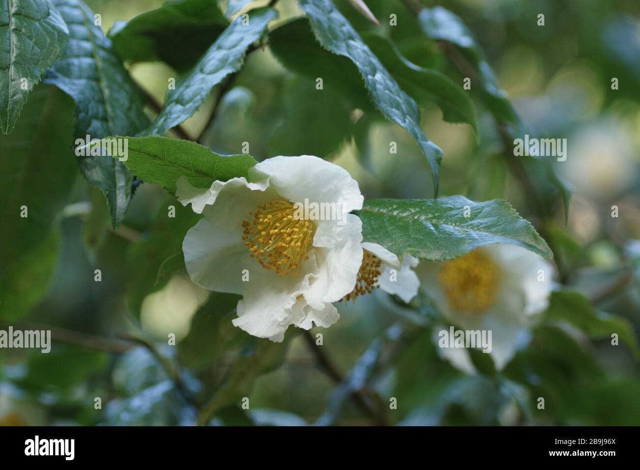 Camellia yunnanensis var. camellioides Banque D'Images