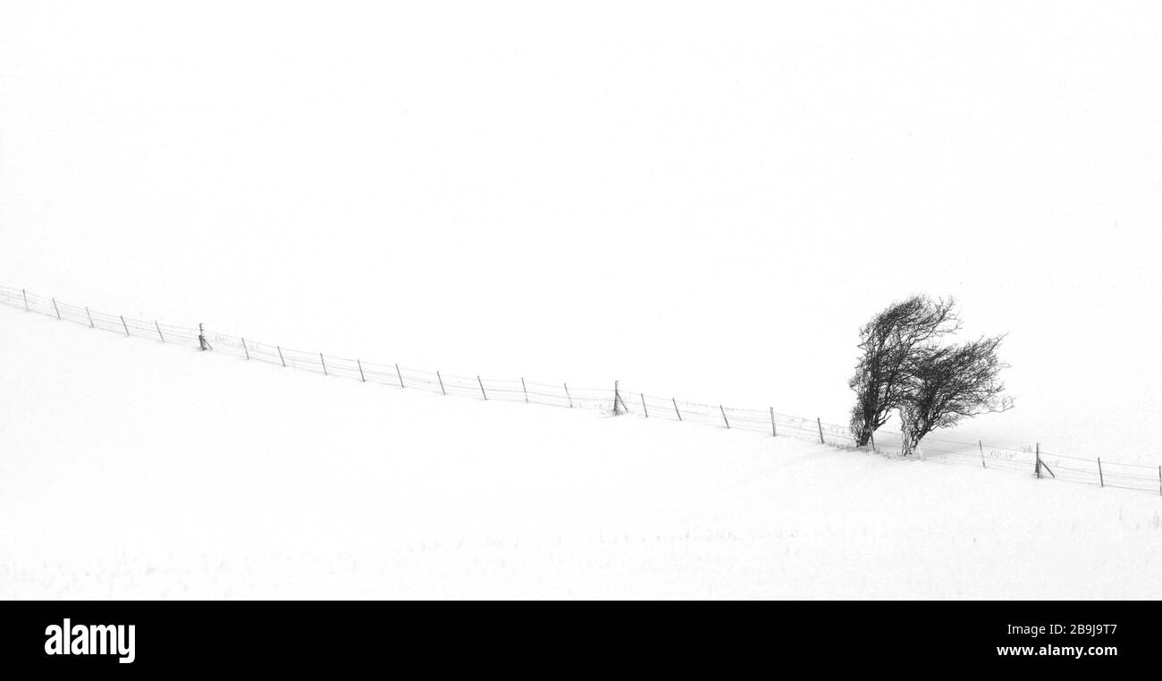 Belle scène de neige sombre d'hiver de clôture noire, buissons et arbres sur le bord des champs de fermiers couverts de neige faisant un design minimaliste Banque D'Images