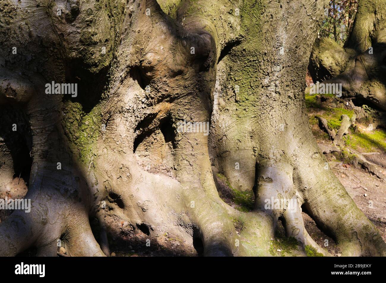 Gros plan sur de vieilles racines de hêtre dans la forêt allemande - Allemagne Banque D'Images