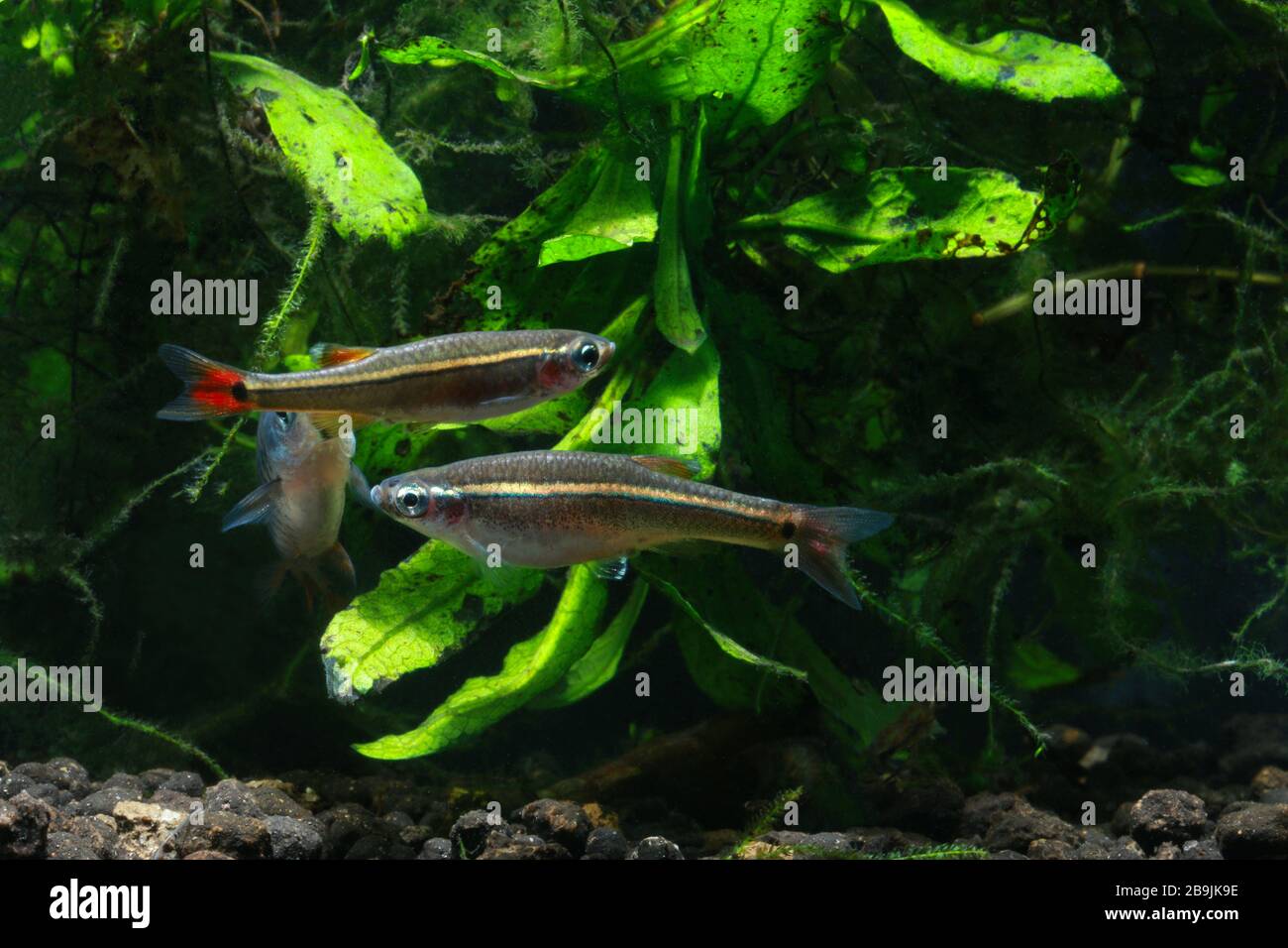 White Cloud Mountain Minnow, Tanichthys albonubes Banque D'Images
