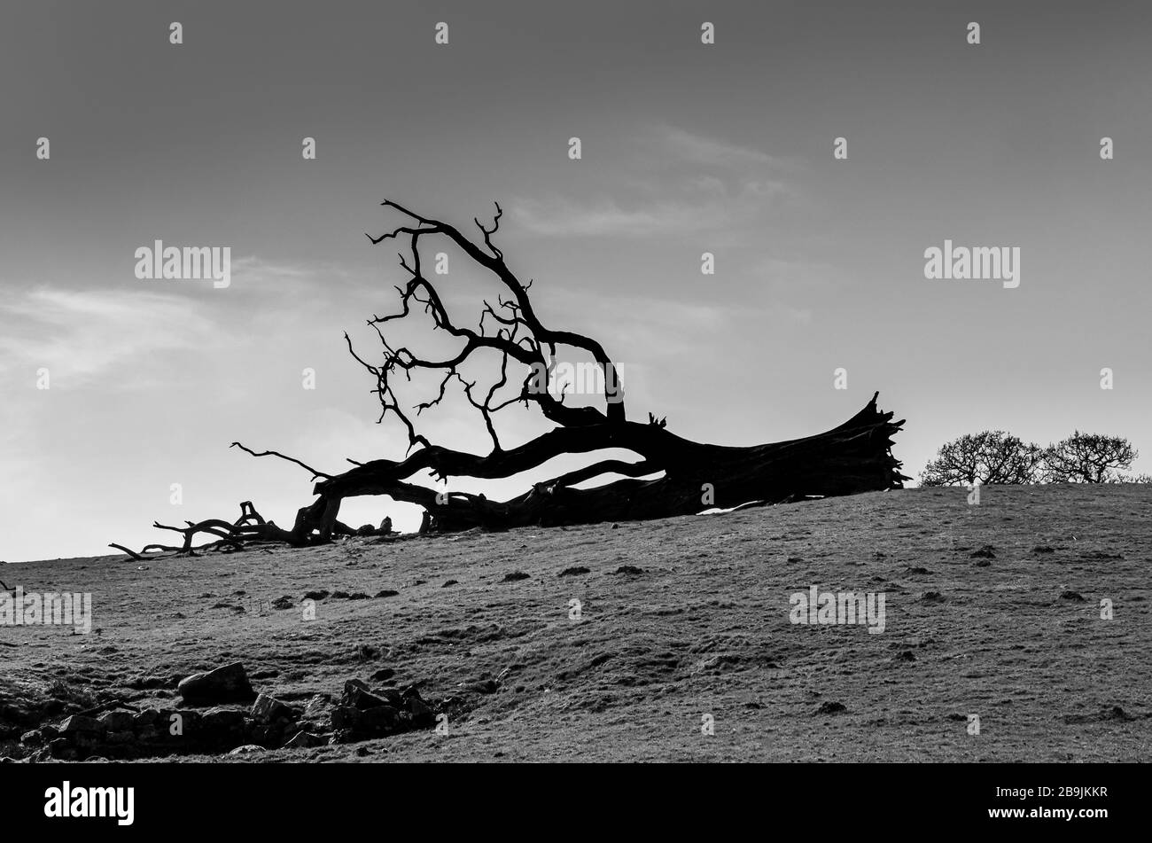 Arbre tombé silhouetté contre le ciel Banque D'Images