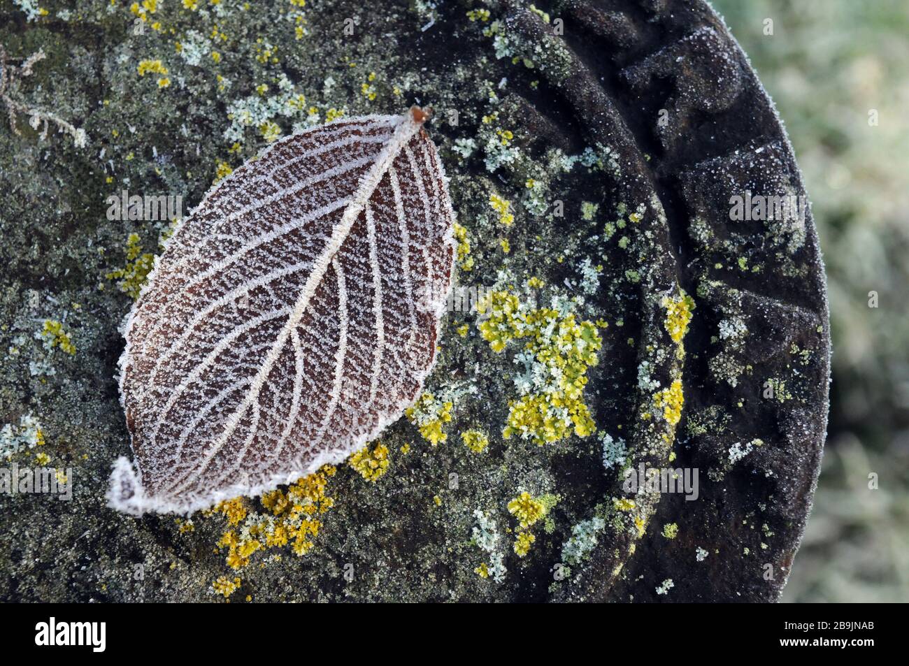 Feuilles de hêtre surgelées recouvertes de givre. Banque D'Images