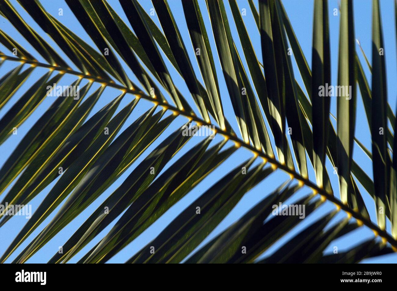 La fermeture de branches/feuilles de palmier vert montre le mouvement et le flou quand il souffle dans le vent avec un ciel parfaitement bleu derrière. Banque D'Images