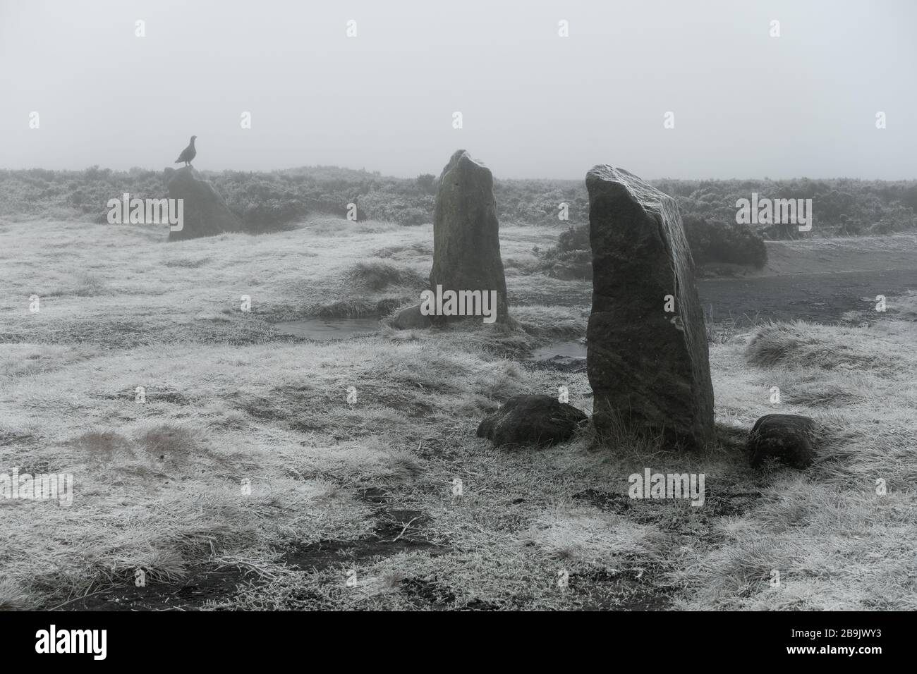 Gélinotte rouge assise sur l'une des pierres du Cercle de pierre des douze Apôtres dans la brume et le brouillard - Ilkley Moor, Ilkley, West Yorkshire, Angleterre, Royaume-Uni Banque D'Images