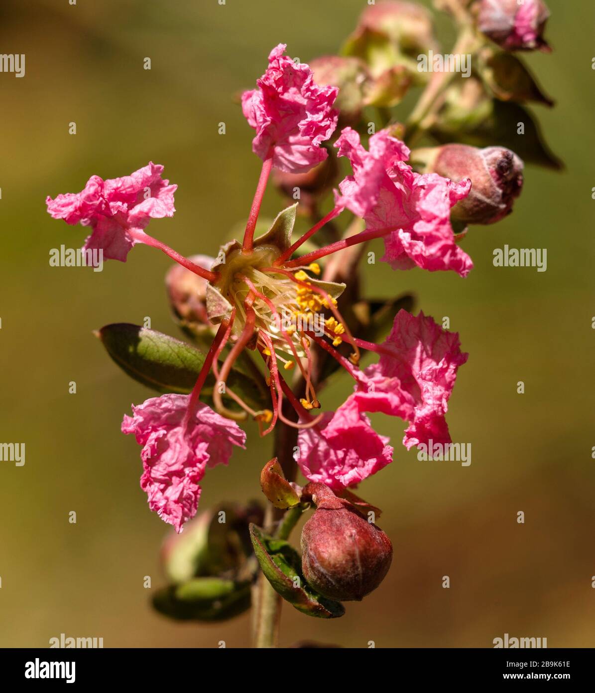 Lagerstroemia indica Banque D'Images