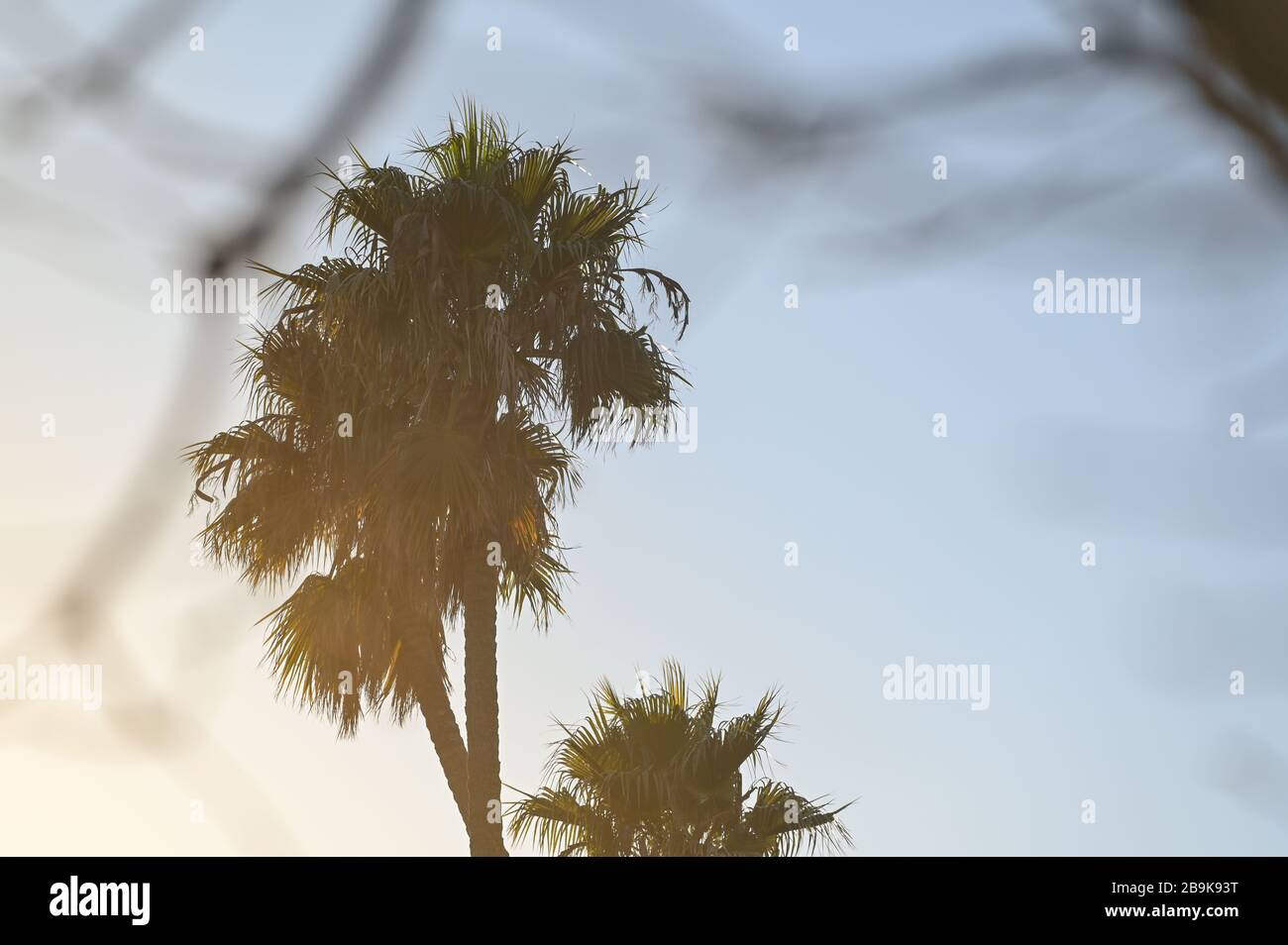 Palmiers dans un ciel bleu or sur la côte californienne Banque D'Images