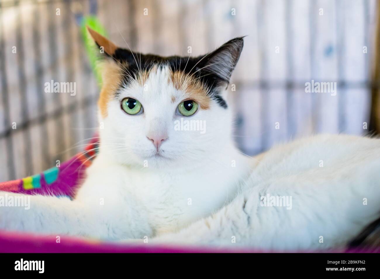 Calico Cat Family Banque D Image Et Photos Alamy