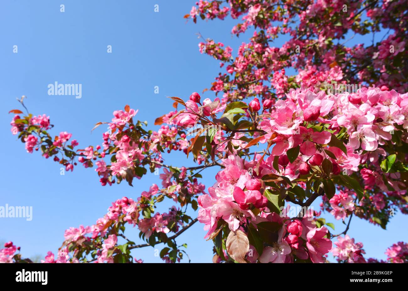 Cerisiers en fleurs sur un cerasifera de cerisier de sang Banque D'Images