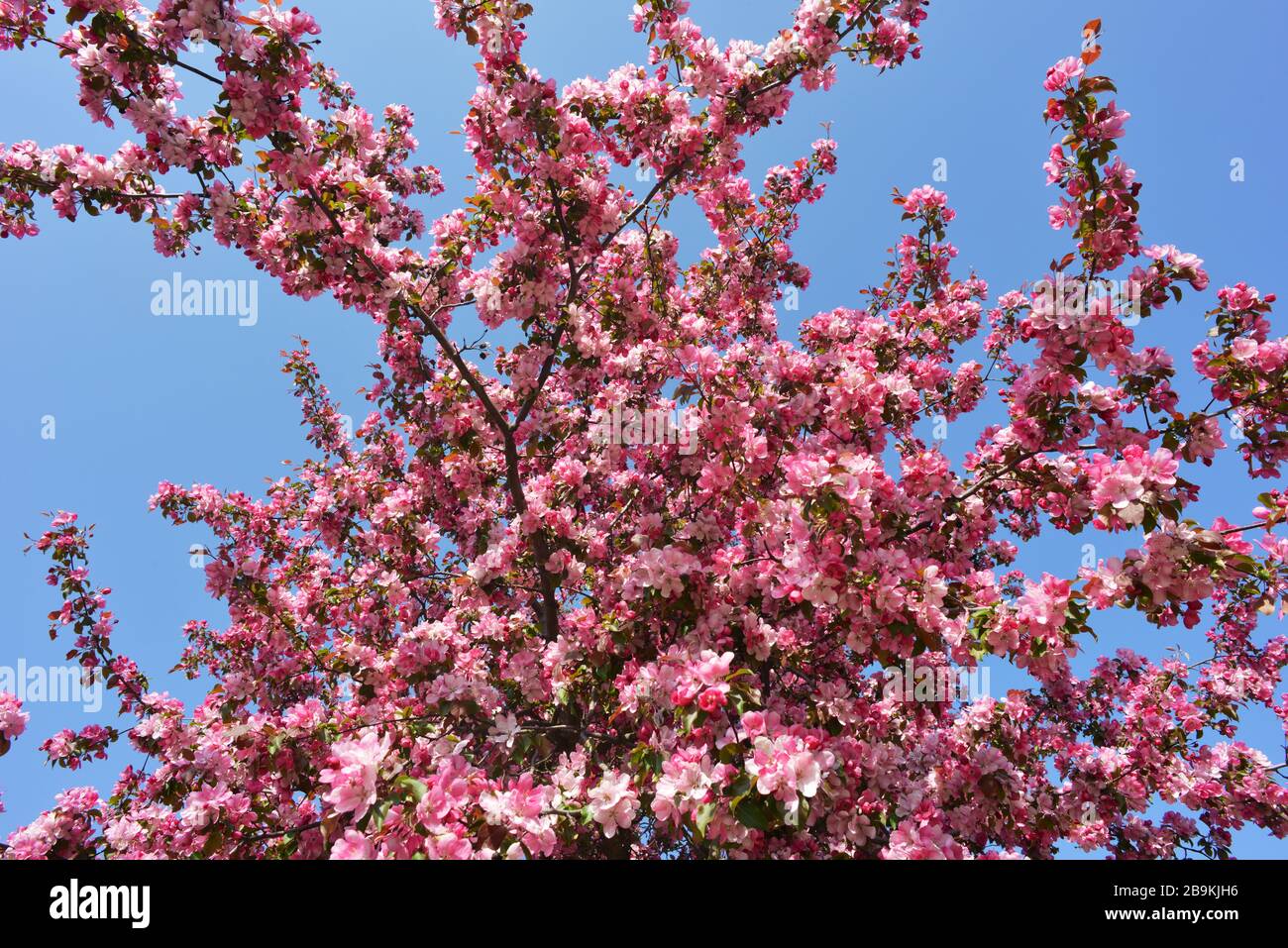 Magnifique cerisier plein de fleurs Banque D'Images