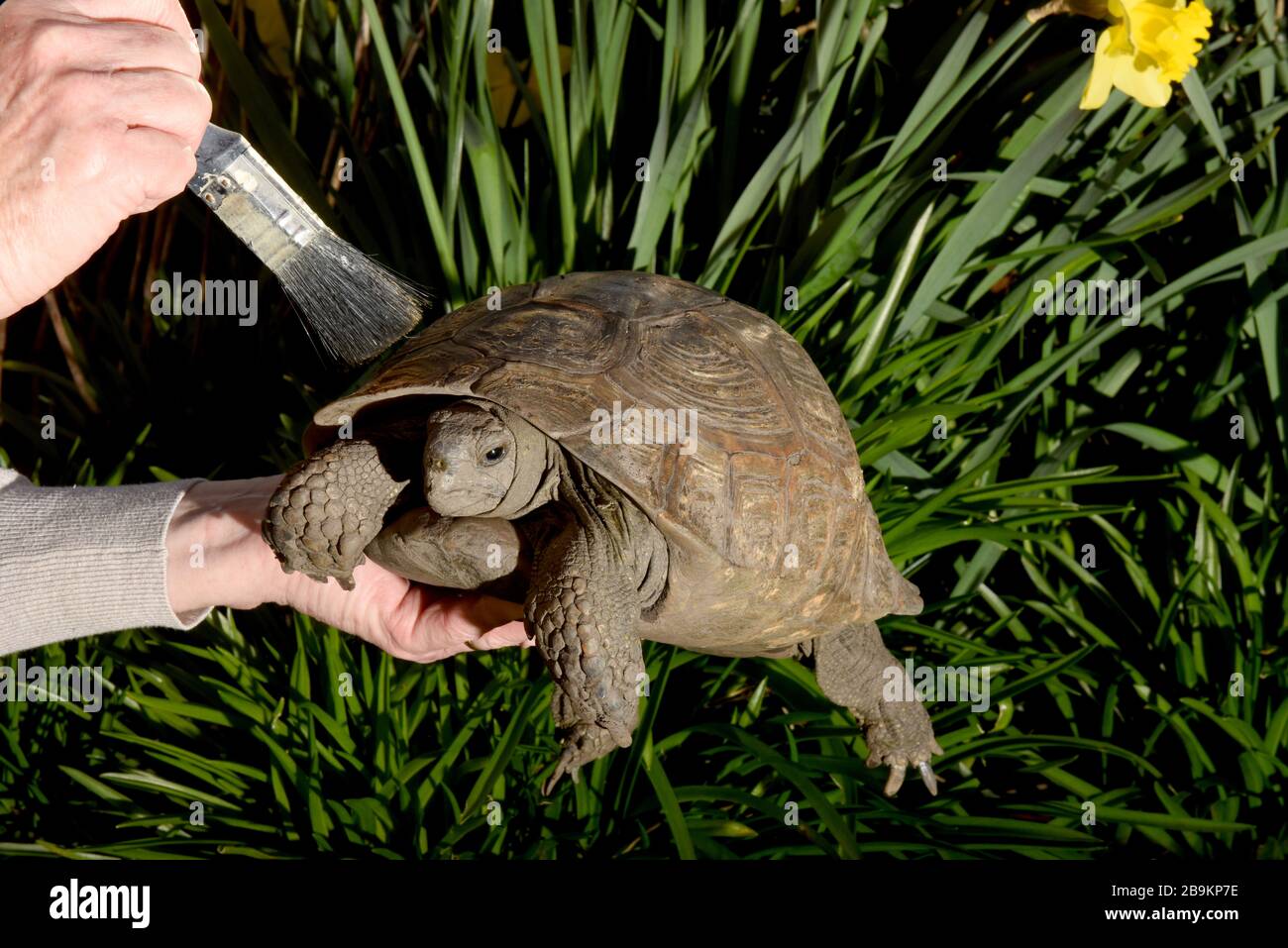 Telford, Shropshire, Royaume-Uni. 24 mars 2020 alors que les habitants du Royaume-Uni vont se verrouiller et se isoler, cette vieille dame fait le contraire, Freda la tortue a plus de 100 ans et vient de se réveiller après son auto-hibernation pendant six mois dans le jardin où elle a vécu pendant 50 ans. Elle se termine toujours sous terre à la fin d'octobre et se réveille à la fin de mars à condition que le temps soit ensoleillé. La propriétaire de Freda brosse la poussière de sa coquille. Crédit: David Bagnall/Alay Live News Banque D'Images Telford, Shropshire, Royaume-Uni. 24 mars 2020 alors que les habitants du Royaume-Uni vont se verrouiller et se isoler, cette vieille dame fait le contraire, Freda la tortue a plus de 100 ans et vient de se réveiller après son auto-hibernation pendant six mois dans le jardin où elle a vécu pendant 50 ans. Elle se termine toujours sous terre à la fin d'octobre et se réveille à la fin de mars à condition que le temps soit ensoleillé. La propriétaire de Freda brosse la poussière de sa coquille. Crédit: David Bagnall/Alay Live News Banque D'Images