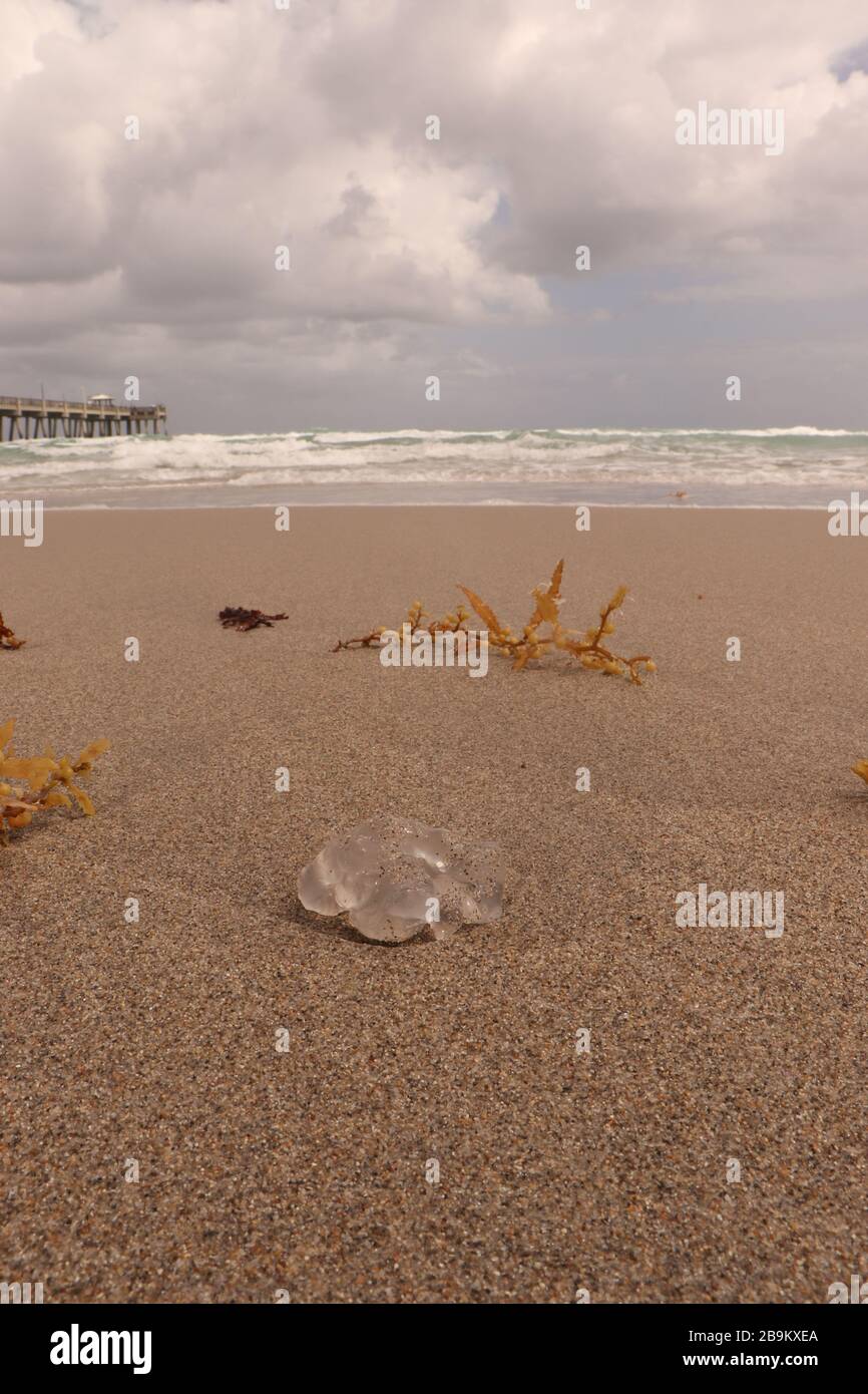 Les méduses sur la plage Banque D'Images