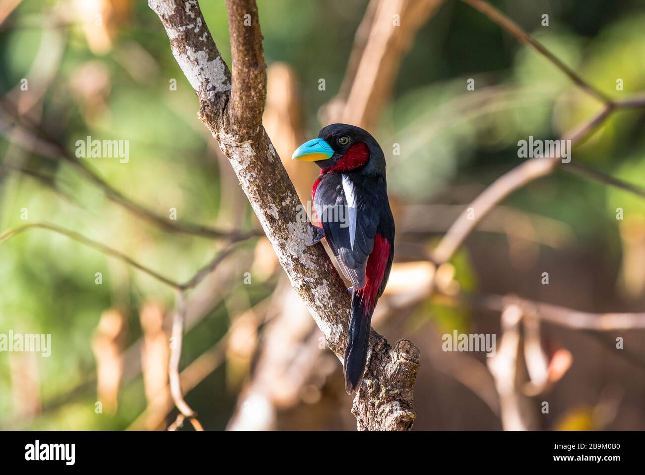Large bec noir et rouge, cymbirhnchus macrorhynchos, oiseau multicolore dans les forêts humides du Bornéo, en Asie Banque D'Images