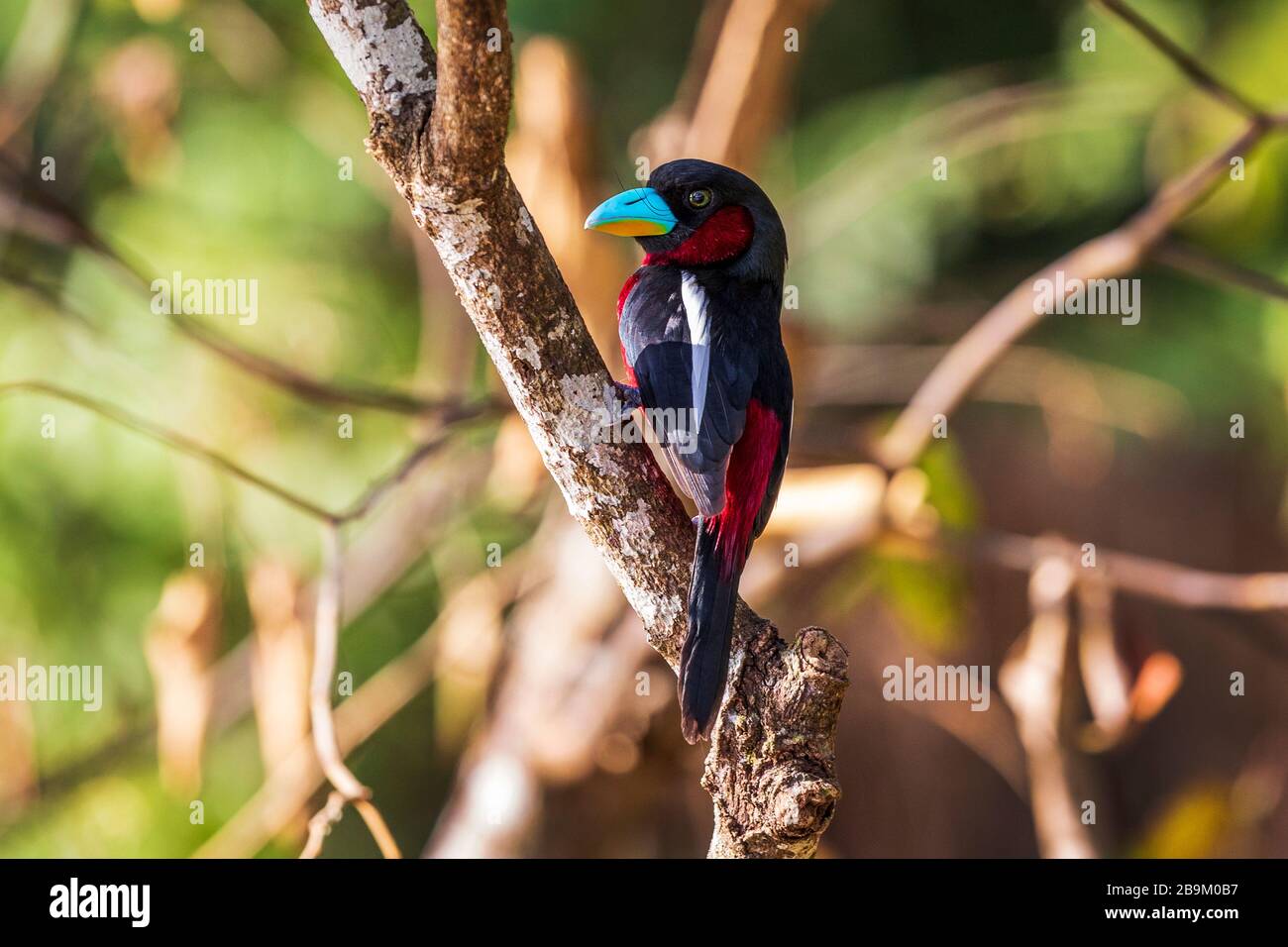 Large bec noir et rouge, cymbirhnchus macrorhynchos, oiseau multicolore dans les forêts humides du Bornéo, en Asie Banque D'Images