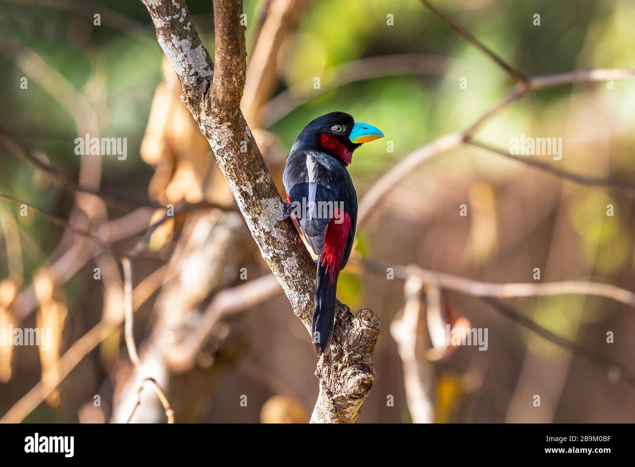 Large bec noir et rouge, cymbirhnchus macrorhynchos, oiseau multicolore dans les forêts humides du Bornéo, en Asie Banque D'Images
