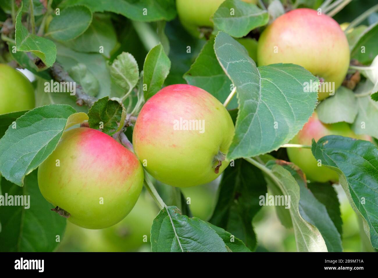 Melba Apple. Malus domestica « l'île d'elbe ». Pomme Melba rouge. Pommes mûres qui poussent sur un arbre Banque D'Images
