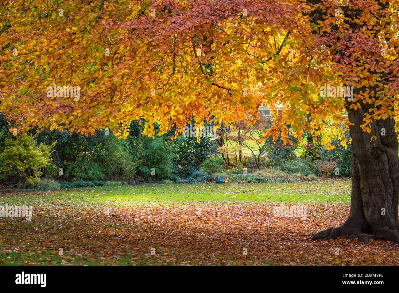 Feuilles d’automne Banque D'Images