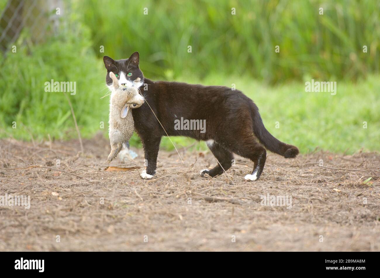 Chat Domestique Avec Un Jeune Lapin Qu Il Vient De Tuer Le Chat Montre La Brillance Des Yeux Verts De La Lumiere Reflechie Ce Qui Le Fait Paraitre Plutot Sinistre Photo Stock