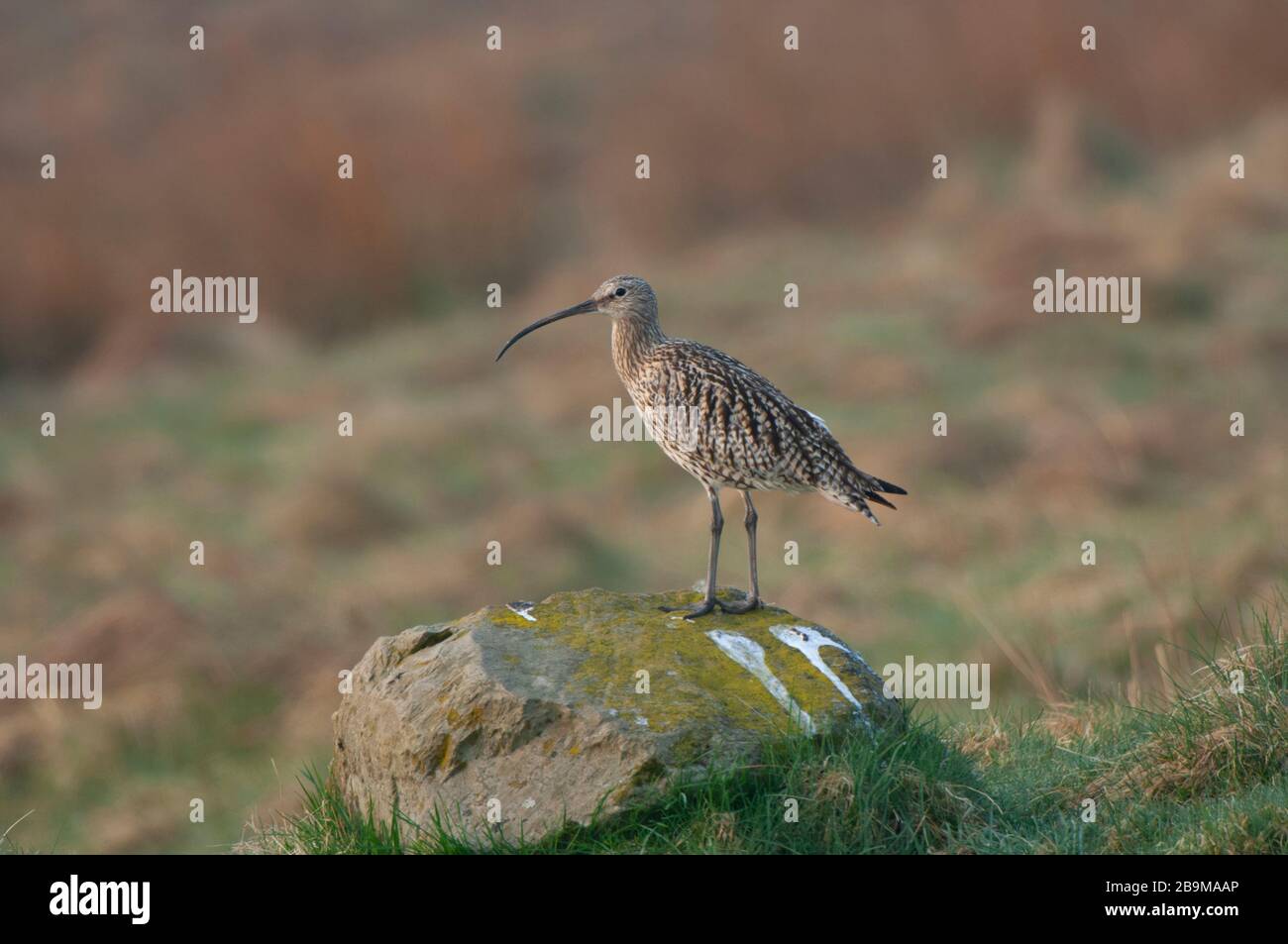 Curlew Numenius arquata mâle dans le territoire de nidification. Banque D'Images