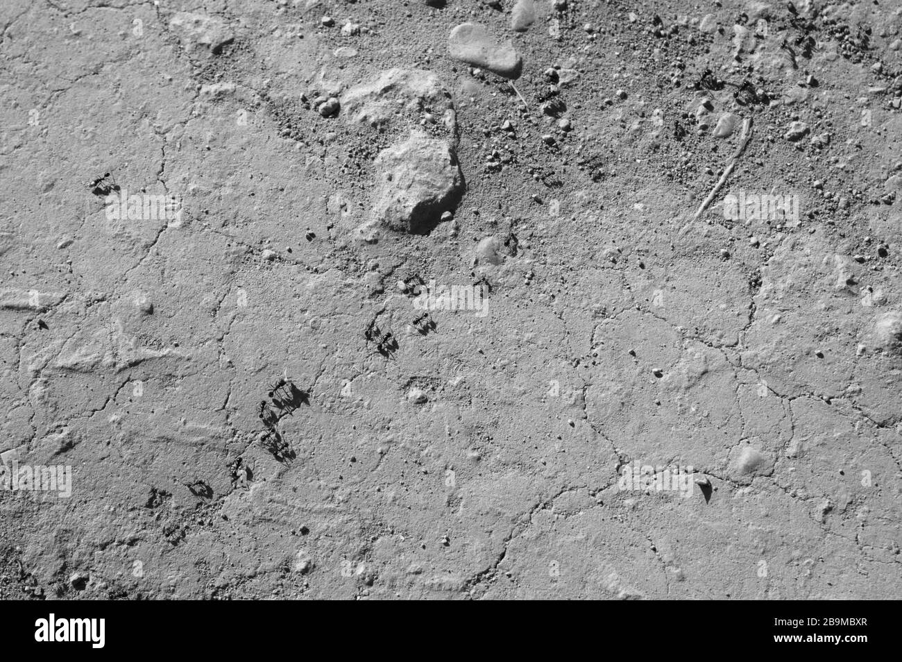 Image en noir et blanc du sol en pierre dans lequel les fourmis suivent un chemin diagonal sur la surface rugueuse d'une route rurale Banque D'Images