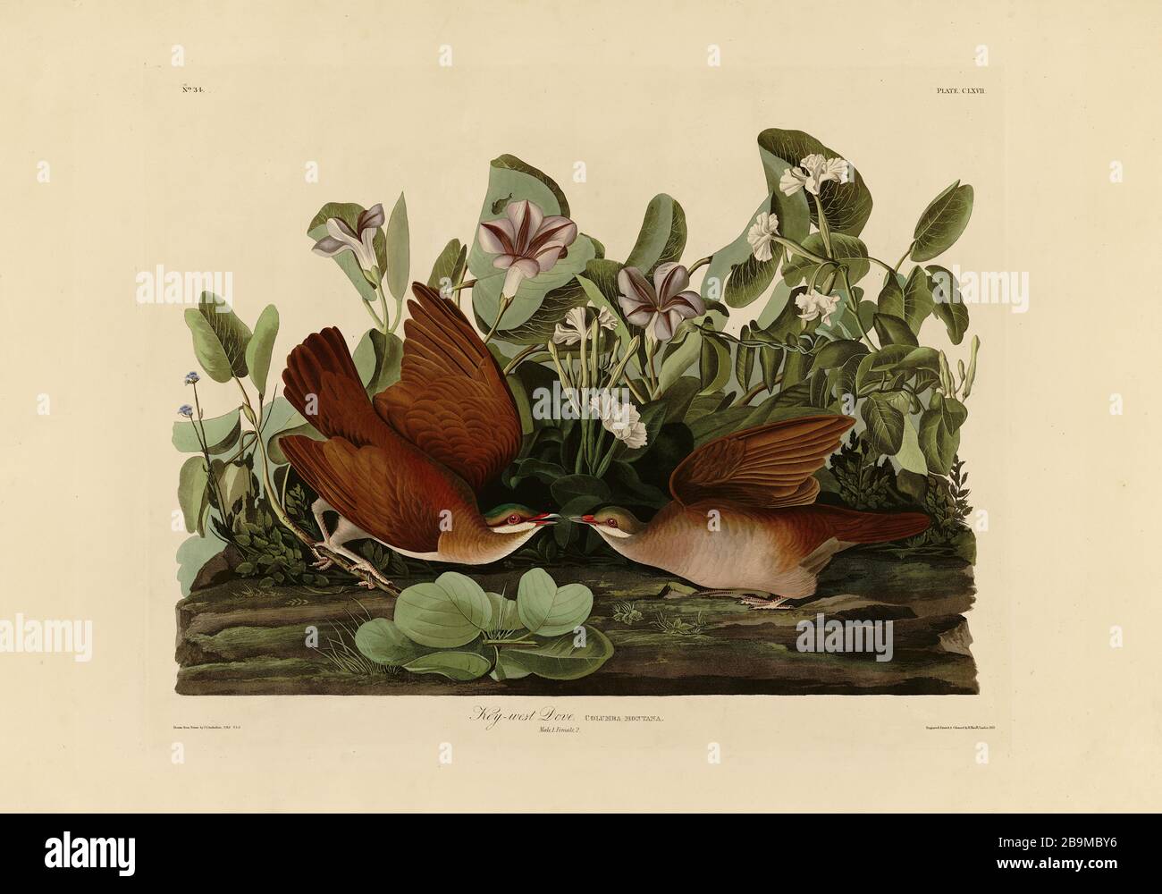 Plaque 167 Dove Key-West (Quail-Dove) du folio Birds of America (1827–1839) de John James Audubon - image éditée de très haute résolution et de qualité Banque D'Images