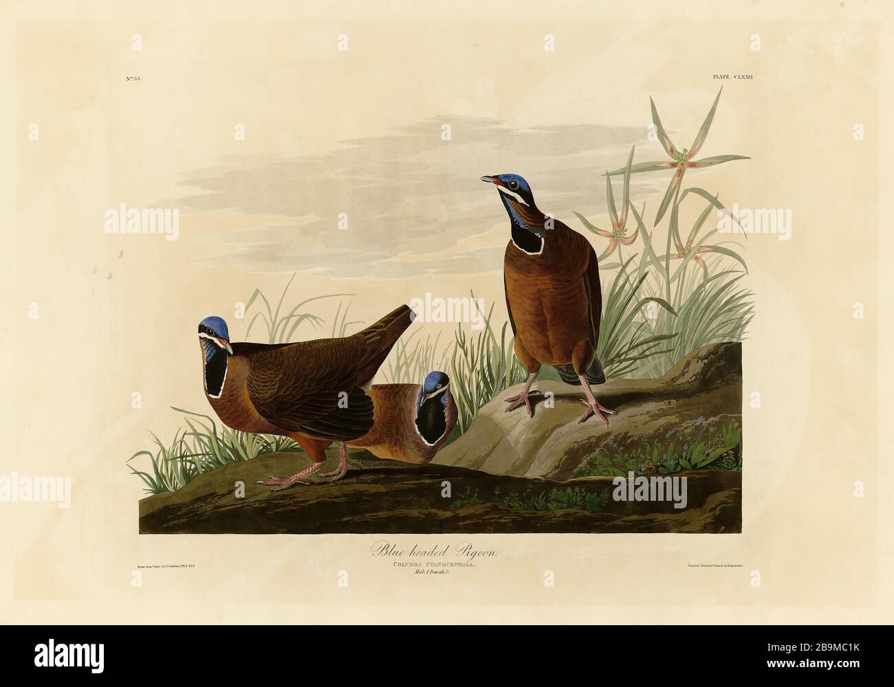 Assiette 172 Pigeon à tête bleue du folio Birds of America (1827–1839) de John James Audubon - image éditée de très haute résolution et de qualité Banque D'Images