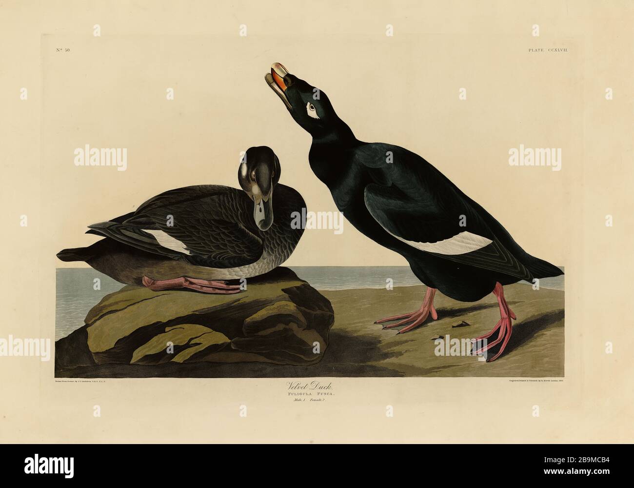 Plaque 247 Duck de velours (sauteur à ailes blanches) le Folio Birds of America (1827–1839) John James Audubon - image éditée de très haute résolution et de qualité Banque D'Images