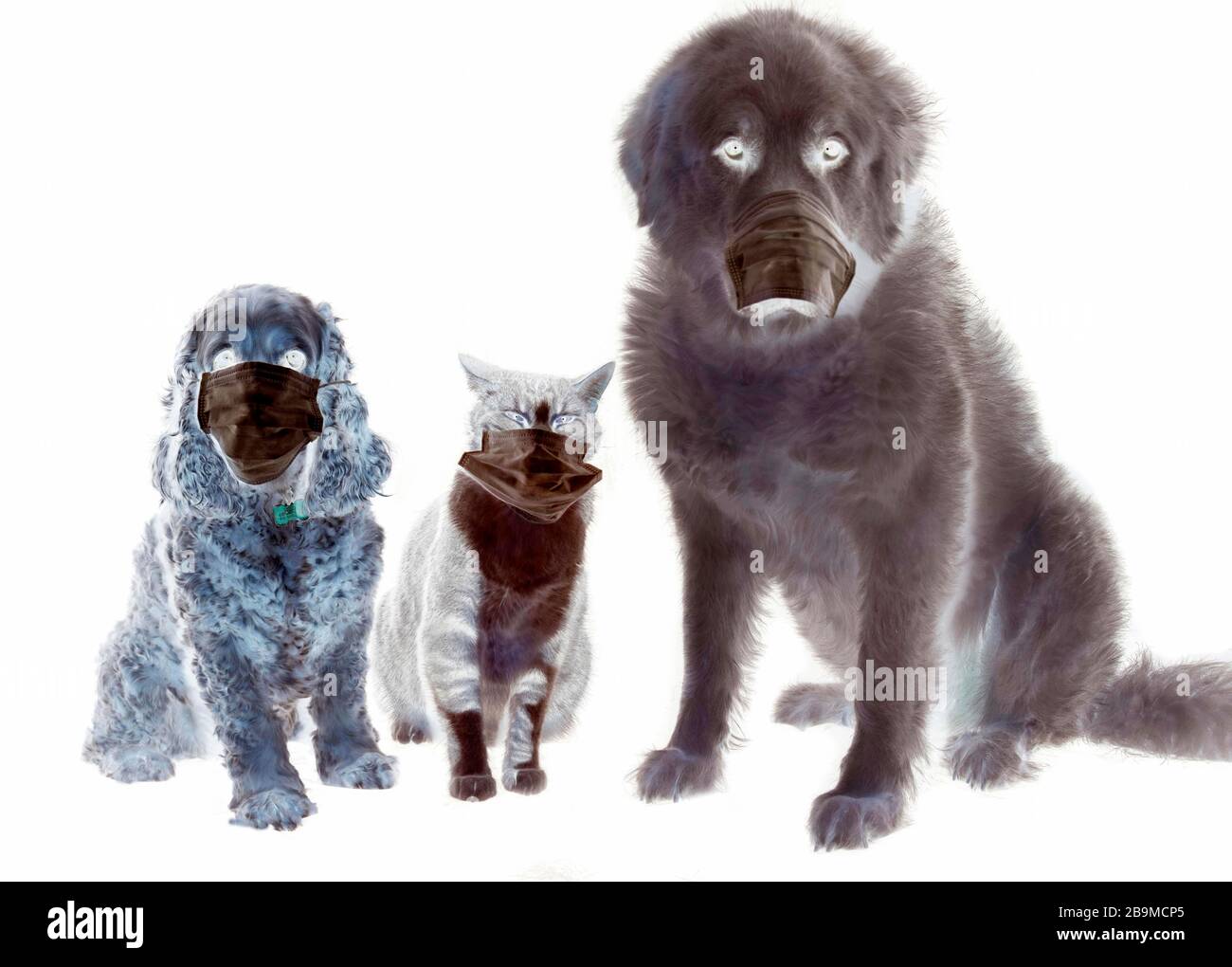 Chien et chat pendant COVID-19 Banque D'Images