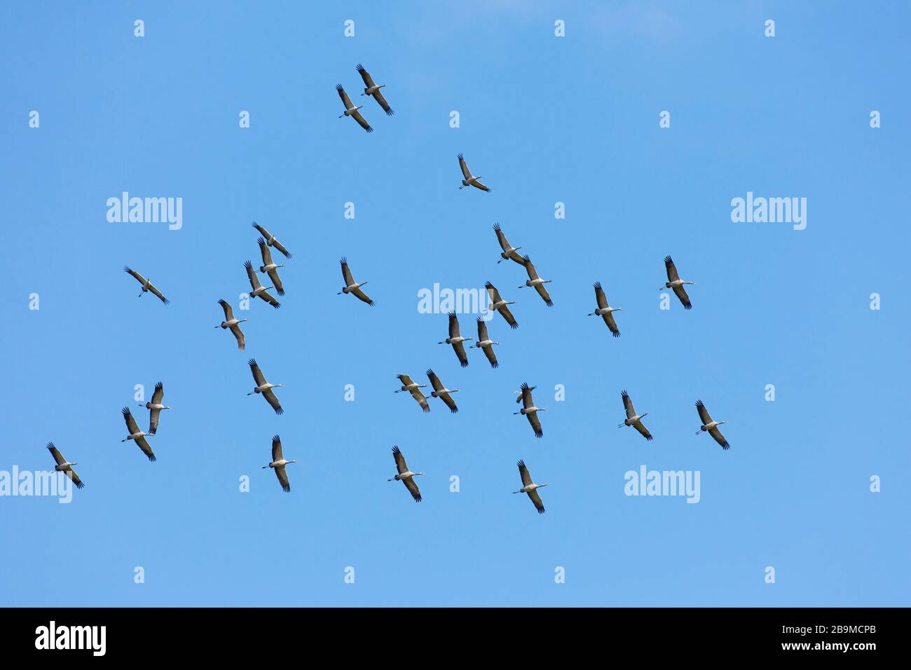 Grand troupeau migrateur de grues communes / grue eurasienne (Grus griss) volant / envol thermique contre le ciel bleu pendant la migration Banque D'Images