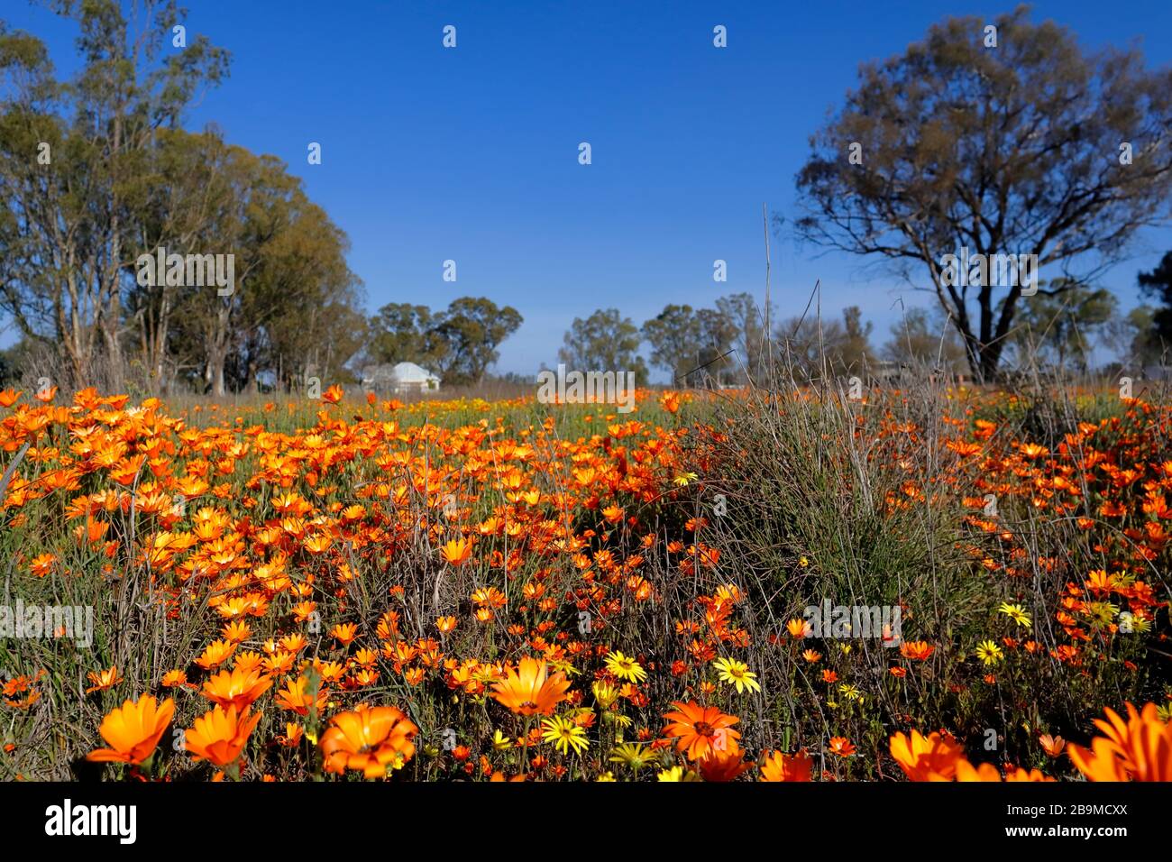 Fleurs sauvages, gazanias et daisies, s'étendent abondamment à travers un champ pendant la saison des fleurs sauvages dans le village de Nieuwoudtville, au nord du Cap. Banque D'Images