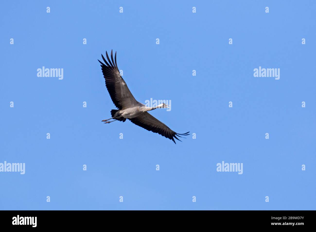 Migration d'une grue commune / d'une grue eurasienne (Grus griss) en appelant en vol / en vol thermique contre le ciel bleu pendant la migration Banque D'Images