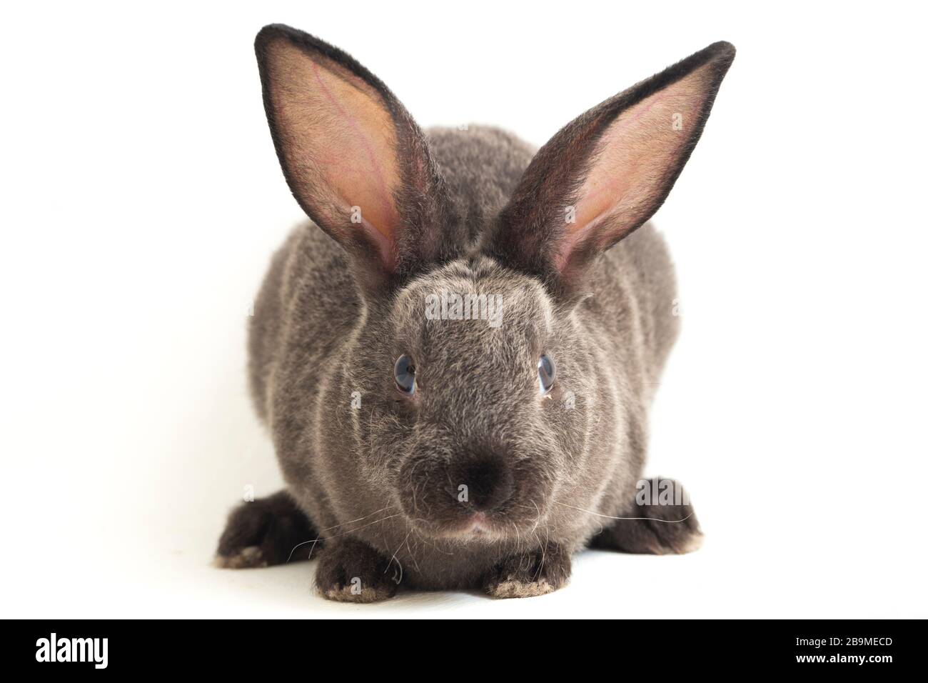 lapin rex gris isolé sur fond blanc Banque D'Images