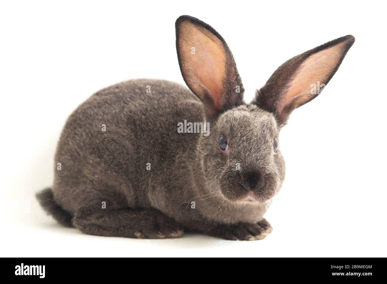 lapin rex gris isolé sur fond blanc Banque D'Images