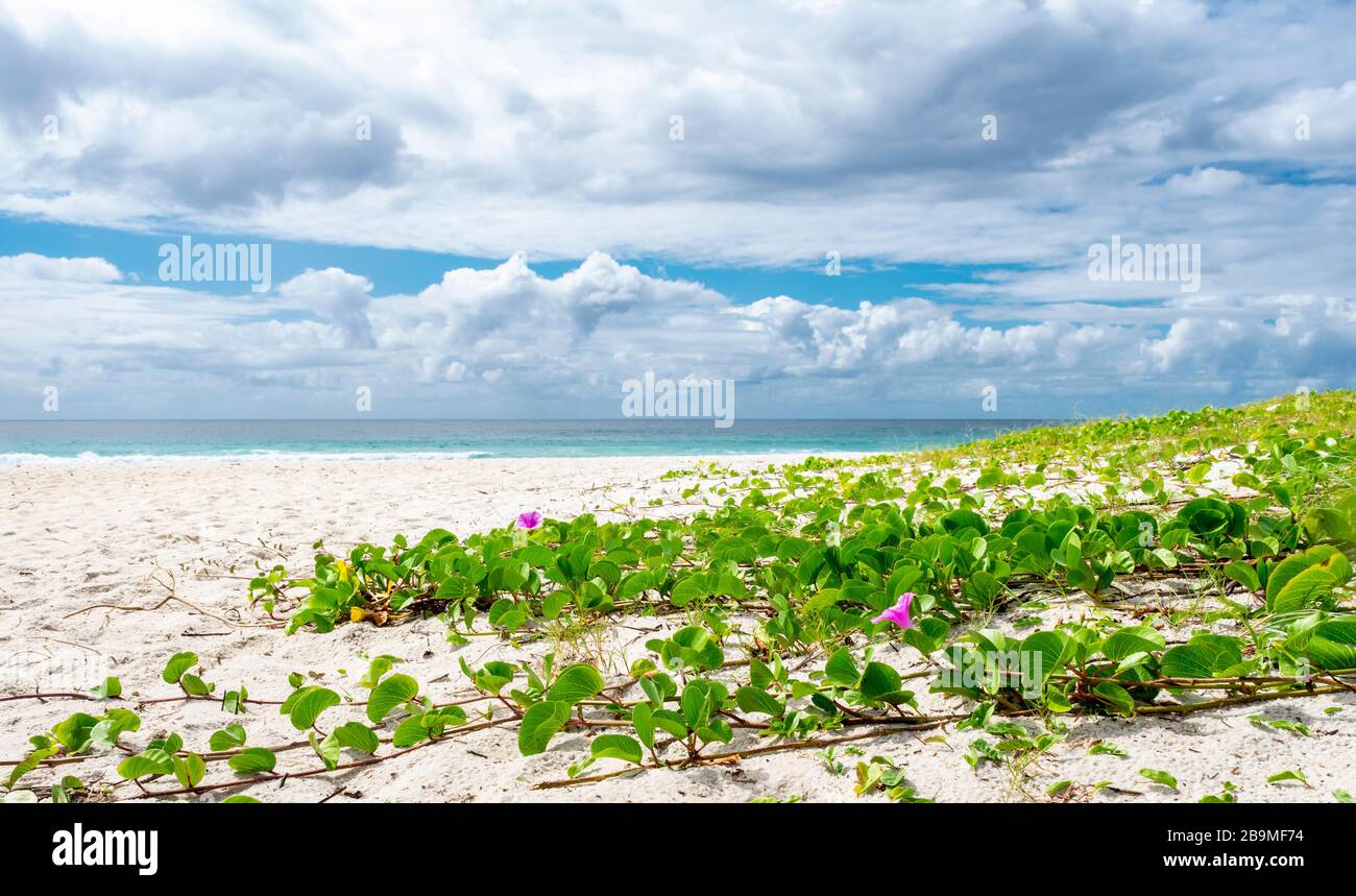 Plage tropicale sans personne au Brésil Banque D'Images Plage tropicale sans personne au Brésil Banque D'Images