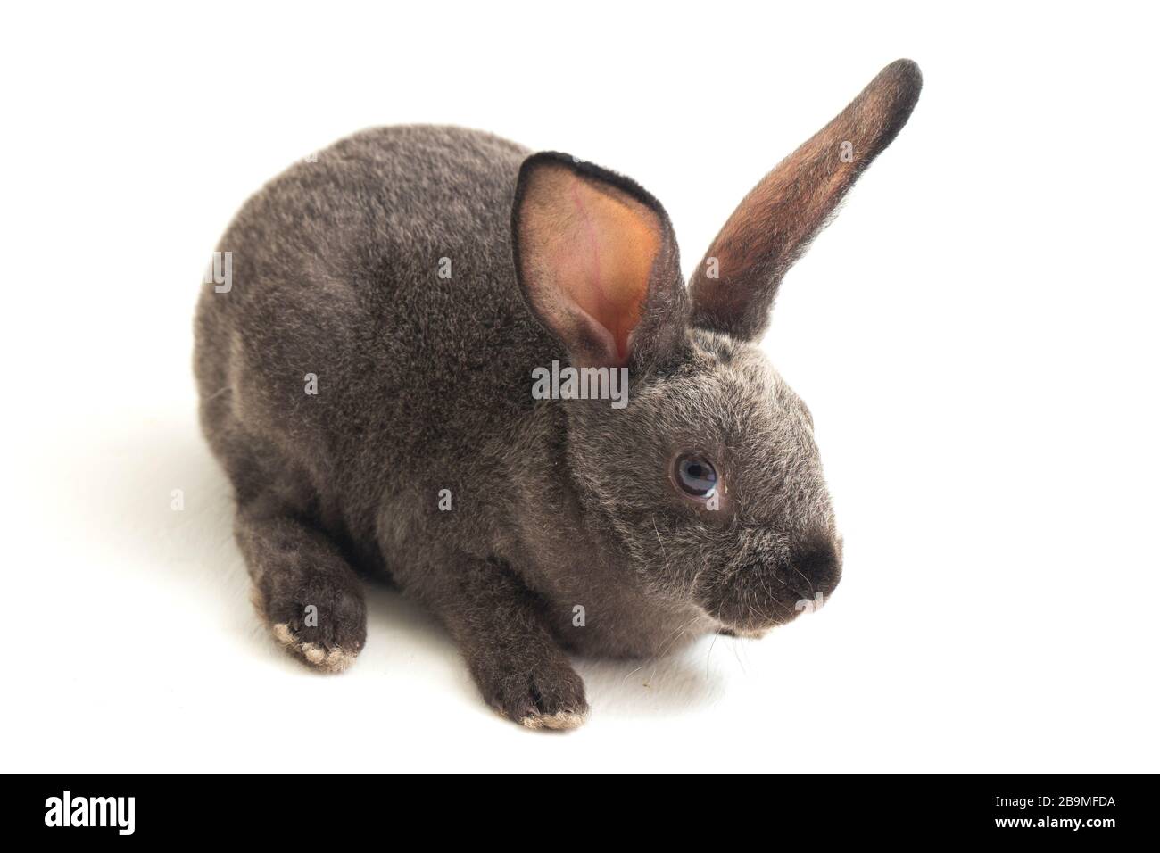 lapin rex gris isolé sur fond blanc Banque D'Images